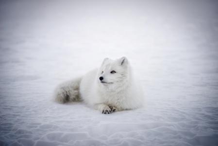 冰岛, 北极狐狸, 动物, 野生动物, 可爱, 雪, 冬天