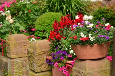 夏天的花, 阳台植物, 花盆, 墙上, 种植, 花园, 丰富多彩的花卉辉煌