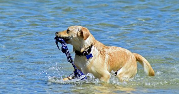 狗, 沐浴在海中, 检索