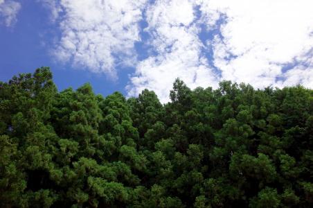 天空, 森林, 木材, 绿色, 山, 云计算