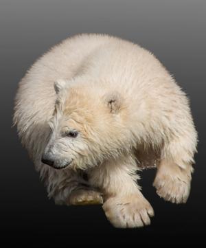 北极熊, 年轻的动物, 北极熊幼崽, 纽伦堡, 蒂尔加滕, 动物园, 春天