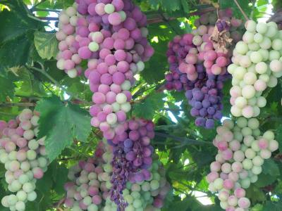 葡萄, 水果, 葡萄酒, 甜, 成熟, 葡萄树, 葡萄
