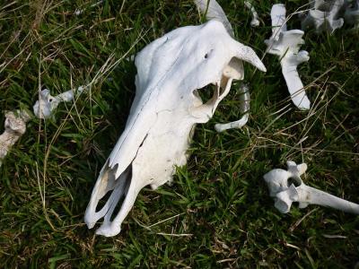 头骨, 骨头, 母牛, 牛, 死亡, 骨架, 动物的头骨