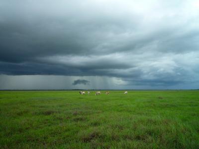 草甸, 牛, 风雨如磐, 多云, 云彩, 天气, 农场