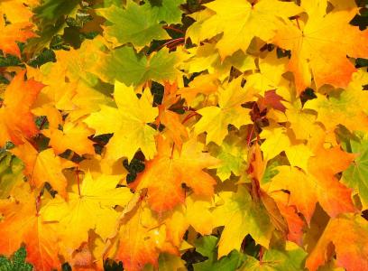 叶子, 秋天, 秋天, 多彩, 黄色, 橙色, 赛季