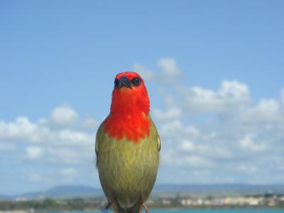 鸟, 毛里求斯, 自然, 动物, 野生动物, 红色, 天空