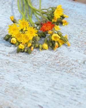 花的领域, 花束, 黄色, 夏天的花, 一朵黄花, 蒲公英, 木桌
