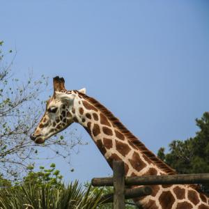 长颈鹿, 语言, 动物园, 颈部, 非洲, parconatura, 动物