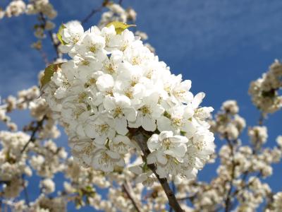 樱桃树枝, 花, 白色, 天空, 蓝色, 自然