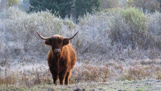 动物, 哺乳动物, 放牧动物, 苏格兰牛
