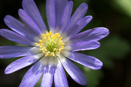 开花, 绽放, 花, 花粉, 蜂花粉, 紫色