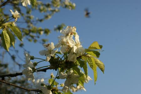 樱花, 春天, 树, 花, 自然, 日语, 赛季