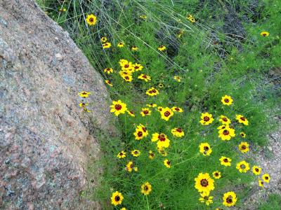 黄色野花, 粉红色花岗岩, 德克萨斯魔法摇滚, 自然, 黄色, 花, 夏季