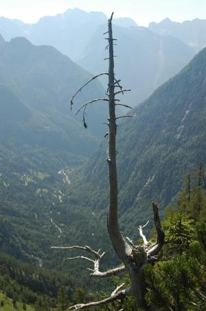 树, 死, 斯洛文尼亚, 阿尔卑斯山, 景观, 山, 自然
