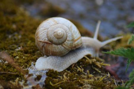 蜗牛, 昆虫, 自然, 雨, 勃艮第, 壳