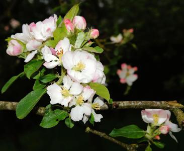 树上苹果, 苹果树花, 春天, 苹果花分公司, 绽放, 美丽, 气味