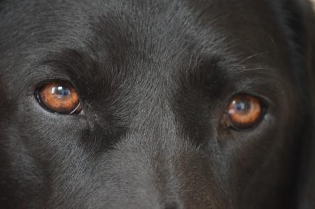 狗的眼睛, 眼睛, 扫管笏, 可爱, 动物, 狗, 宠物