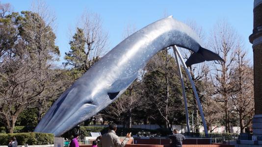 鲸鱼, 博物馆, 雕塑