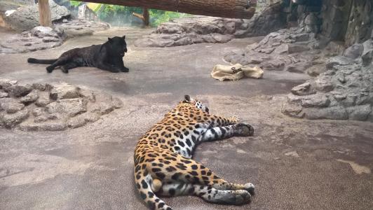 豹, 黑色, 动物园, 野生动物, 睡觉, 野生动物, 动物