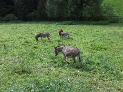驴, 草甸, 自然