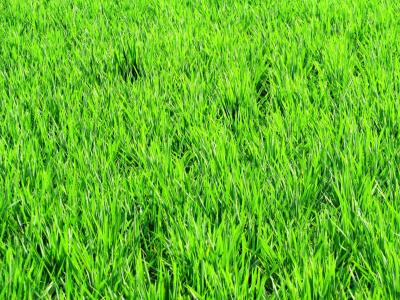 稻田, 字段, 绿色植物, 大米, 作物, 农业, 农业