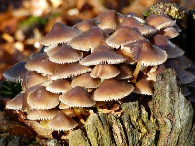 秋天, 蘑菇, 应变, 森林, 木材, 自然, 树干