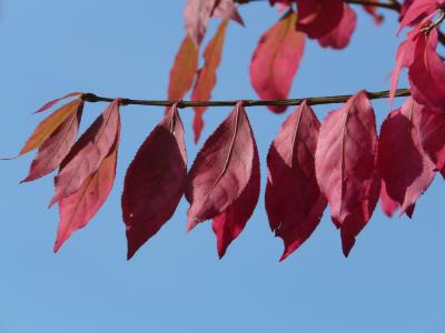 叶子, 红色, 秋天, 着色, 鲜血梅花, 红叶, 樱桃李