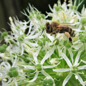 蜜蜂, 观赏洋葱, 授粉, 花粉, 蜂蜜蜂, 花粉内裤, 花园