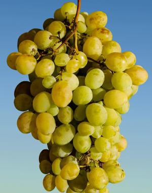 葡萄, 水果, 葡萄种植, 葡萄酒, 绿色, 绿色的葡萄, 吃