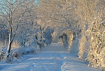 冬天, 寒冷, 雪, 雪景, 白雪皑皑, 雪车道, 雪甸