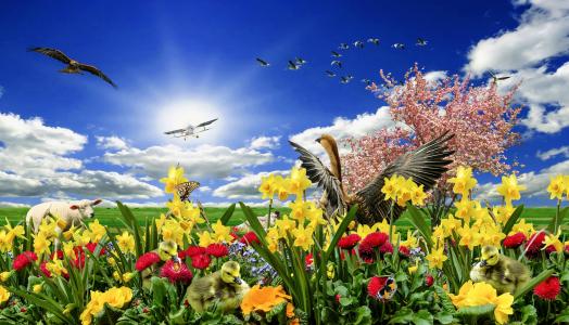 春天草地, 春天, 春天的迹象, 水仙, osterglocken, 复活节, 开花