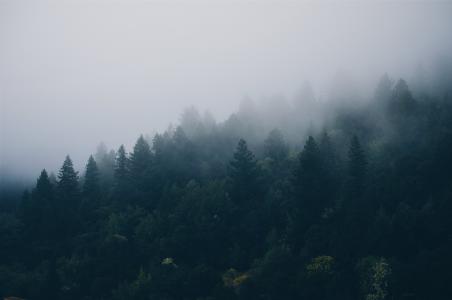 有雾, 山, 云计算, 云彩, 树, 木材, 松林