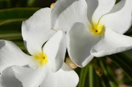 马达加斯加棕榈, 花, 白色