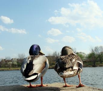 鸭子, 男性, 女性, 水, 向右看, 自然