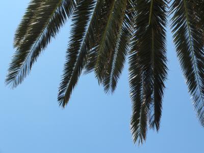詹姆斯 ·, 天空, 蓝色, 绿色, 棕榈, 植物, 分支机构
