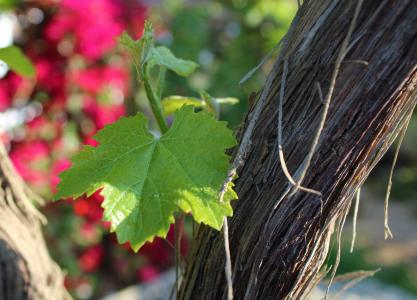 叶, 葡萄, 葡萄树, 植物, 葡萄园, 自然, 葡萄酒生产