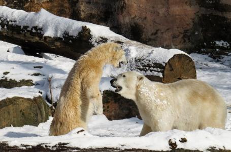 北极熊, 蒂尔加滕, 纽伦堡, 年轻的动物, 捕食者, 危险, 冬天