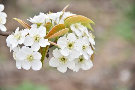 梨花, 果园, 白色, 白色的花, 植物区系, 春天