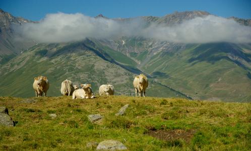 阿尔卑斯山, valloire, 牛群, 母牛, 牧场