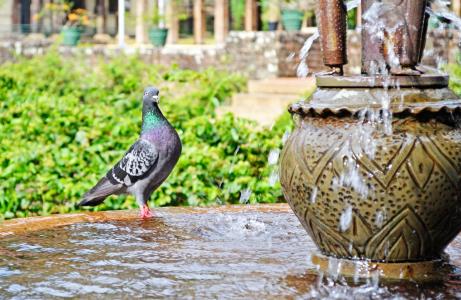 鸽子, 水, 渴了, 鸟, 喷泉, 宫, 斯里兰卡