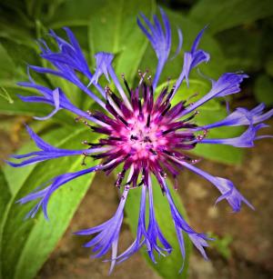 花, 矢车菊, 蓝色花瓣, 紫色花雄蕊, 培养型, 灌木, 自然