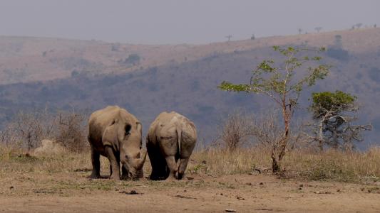 南非, 赫卢赫, 犀牛, 野生动物, 非洲, 野生动物, 野生动物