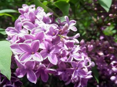 丁香, 紫色, 关闭, 花, 春天, 植物, 紫罗兰色