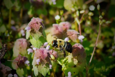 大黄蜂, 蜜蜂, 花粉, 花, 飞行, 花园, 春天
