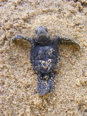 海龟宝宝, 橄榄龟, 宝贝, 新生儿, 濒临灭绝, 可爱, 雷德利·斯科特