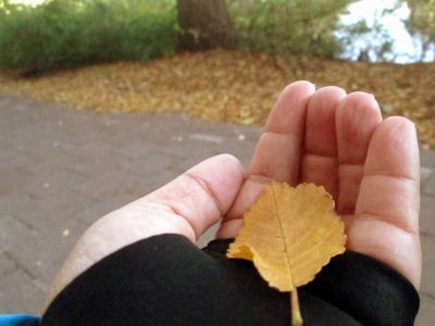 叶, 秋天, 手, 美丽