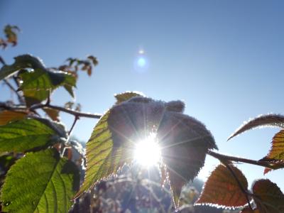 brombeerlaub, 太阳, 弗罗斯特, 蓝蓝的天空, 冬天, 植物