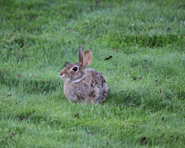 兔子, 小兔子, 动物, 可爱, 复活节, 毛茸茸, 蓬松