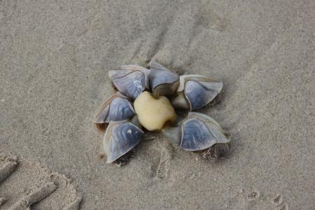 鸭壳, 海滩, 假日, 丹麦, 壳, 海, 沙子