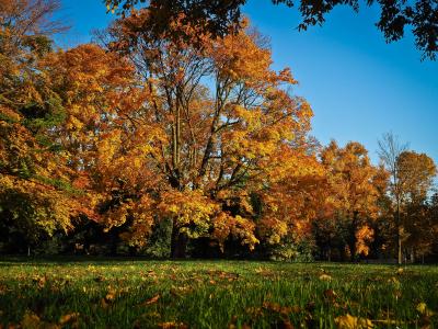 秋天, 叶子, 金色的秋天, 秋天的落叶, 金, 自然, 秋天的颜色